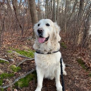 Meet your Posher, Carina